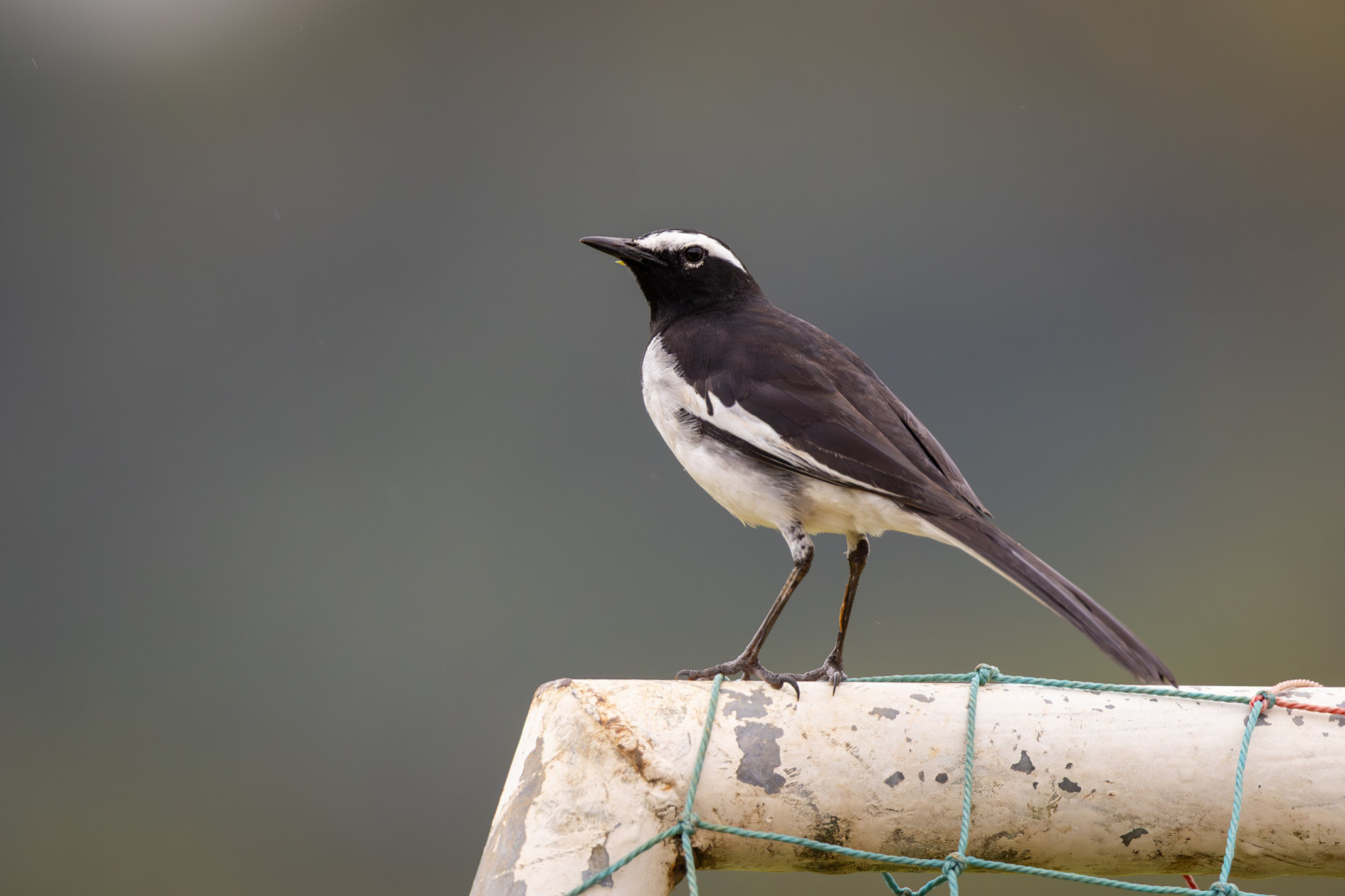 image White-browed Wagtail
